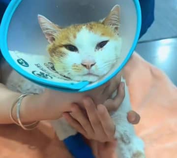 ビル３階から路上の火鍋に落ちた野良猫「五一」の容体が悪化し死ぬ　中国・重慶市