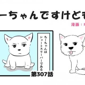 ちーちゃんですけどもっ【第307話】「犬界のショートスリーパー」