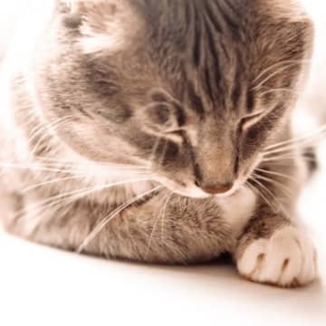 愛猫が突然亡くなることも…猫に危険な『心筋症』種類や症状、対処法を解説