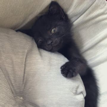 「ニッ」と笑ったような顔が可愛い保護子猫→家族になってもうすぐ4年、黒色の毛並みが魅力的な“イケメン”猫に！