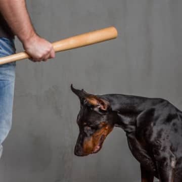 犬にとってトラウマとなってしまう『絶対NG行為』5選　精神的苦痛を感じているサインとは
