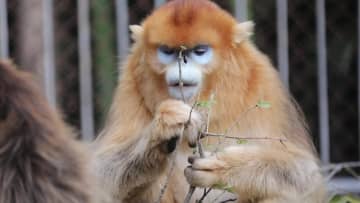 「美食」を楽しむ秦嶺キンシコウ　中国陝西省