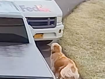 『ゴールデンレトリバーが番犬になれない理由』に、２９０万人が納得