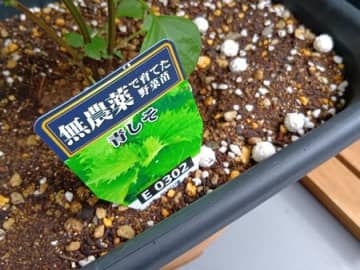節約派必見！小さなベランダで青しそを美味しい状態でたくさん増やすには？