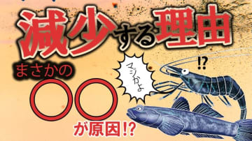 ブラックバスの胃の中を長年調べて見えてきた小魚やエビ・ゴリの減少に影響を与えている重要な要素