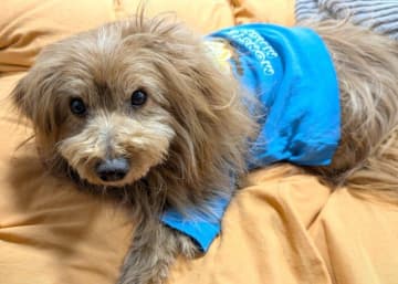 犬も話題を理解する？愛犬の反応に思わず笑ってしまう瞬間｜連載「こぐま犬てんすけ」vol.286