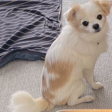 犬がマウンティングする意味とは　人とは違う“犬らしい”行動のワケ