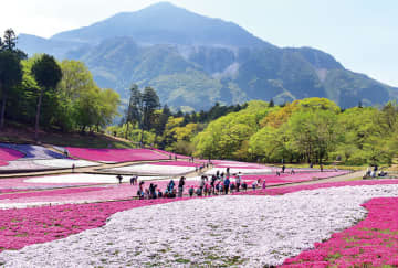 埼玉・春の観光名所に19万人来場…秩父「芝桜の丘」の観光客、GW期間中は昨年比42％増　昨年より開花遅れ、GW後半まで見頃が続いて客足増加