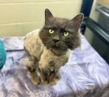 ３年間行方不明だった猫が自宅から１６キロ離れたマクドナルドで発見される＝米ミシガン州