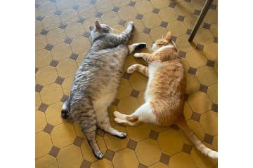 「ねこカフェの従業員全員ダメにされてる朝」　喫茶店オープン前のひとときに羨望の声が殺到　「こちらに転職したいです」