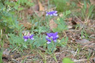 かれんな青紫色　ハマエンドウ見頃　常総水害免れ10年　茨城