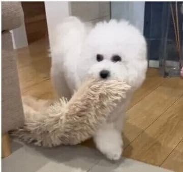犬は飼い主さんの体調不良が分かるの？具合の悪い飼い主さんに毛布を運んでくるビション・フリーゼの行動