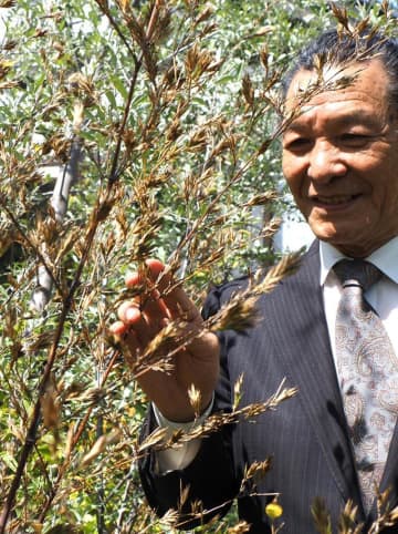 120年に1度の珍事　黒竹咲く　自然界の神秘に驚き　千葉・木更津