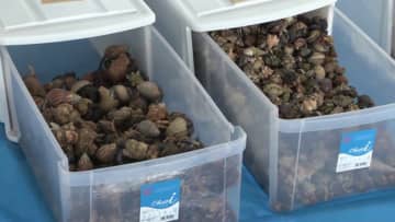 中国人3人が国の天然記念物「オカヤドカリ」を2000～3000匹無許可所持か…「スーツケースから音がする」ホテルの従業員からの通報で発覚　鹿児島