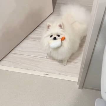 洗面所にいる飼い主のもとにお気に入りの「寿司」を持ってくるポメラニアン　健気な行動からわかる心理は｜獣医師解説