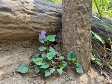 与野公園がリニューアルオープン♪5月、3000株のバラを愛でる【さいたま市中央区】