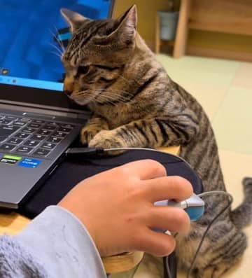 いじらしくてかわいい♡あの手この手を使ってゲームの“邪魔”をする猫の心理とは？｜獣医師解説
