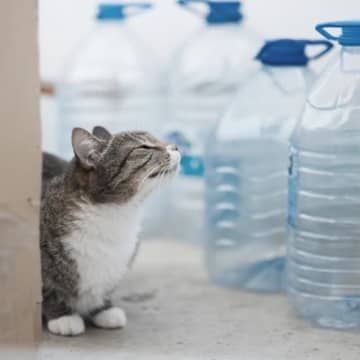 猫にまつわる『よくあるうわさ話・迷信』5選　なかにはホントのこともある？