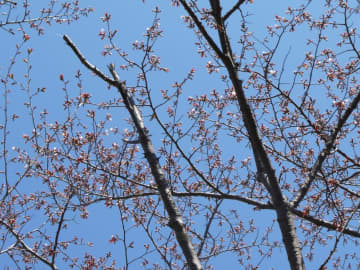 網走市でさくら開花発表　さくら前線ゴール