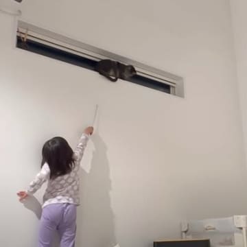 『高い所から降りられなくなった猫』を救助しようとして…５歳の娘がとった『作戦』に「可愛すぎて尊い」「想像力の豊かさに脱帽」と反響