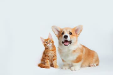 犬と猫、立ち直りが早いのはどっち？ 私たちも見習いたい“切り替え力”
