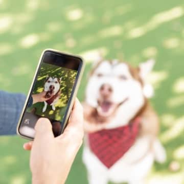 犬を撮ると目が光って写るのはなぜ？3つの理由から写真撮影のテクニックまでご紹介