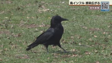 鳥インフル 道内で感染拡大 100例超える