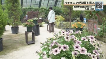「花壇の女王」ペチュニア展始まる