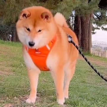 歩いている犬の前に『突然落ちてきた物』→意外すぎる反応が可愛いと78万再生「笑顔になってるの和む」「すごいタイミングｗ」と爆笑