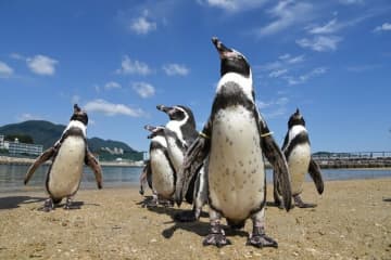 ペンギンの疑問！　南半球だけにいる、表面はツルツル？　世界的にも珍しい「長崎ペンギン水族館」に聞いた！