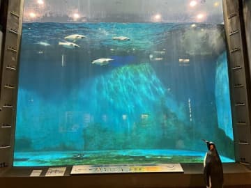 激レア＆可愛いすぎ！　ペンギンの“天然ビーチ”散歩 「世界のペンギン」の半分の種類が見られる「長崎ペンギン水族館」とは
