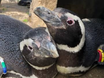 マゼランペンギン飼育数日本一 うみがたりでペンギン雛の企画展