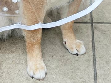 『スケスケ』衣装を着た柴犬、顔を見ると？　「ジワる」「笑いが込み上げてきた」