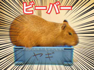 【まさかのヤギ】カピバラの〝珍状況〟に1.6万人爆笑「情報が多すぎる」