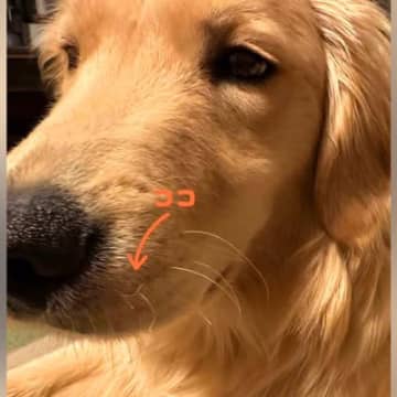 大型犬のヒゲがなぜかチリチリに…1ヶ月後に判明した『まさかの理由』に爆笑「電車で見ちゃダメ」「可愛いけど痛そうｗ」と69万再生