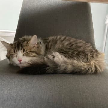 お迎え初日から大食いだった生後2カ月の子猫→およそ1年半後には、やっぱりボリューミーに！　成長ぶりにほっこり
