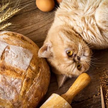 猫に『パン』はあげちゃダメ！危険と言われる4つの理由と、パンに含まれる猫には有害な成分を解説