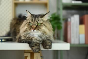 宮沢賢治の『猫の事務所』あらすじ紹介。ただの猫の事務所と思いきや……不条理な世の中と人間模様を描く名作