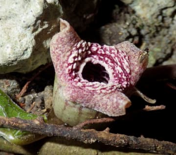 酵素変化させ臭い成分合成　花へ昆虫誘い受粉、科博