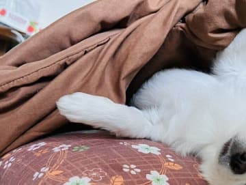 布団から出たくないチワワに「気持ちわかるわ」の声。布団と枕を巧みに使いこなし”散歩拒否”の意思表示