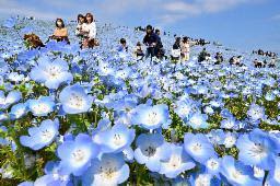 ひたち海浜公園　GW入園者23%増　コロナ禍以降最高39万人　茨城・ひたちなか