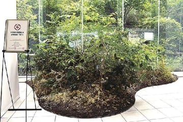 大成建設／在来植物の四季を再現する室内緑化技術を開発、灌水量８割削減