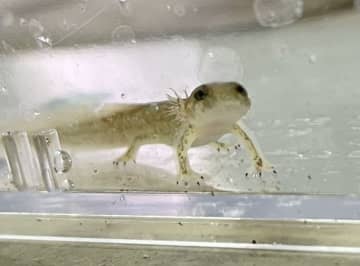 イワキサンショウウオ発見　水族館に寄贈　館長「珍しい」　茨城・常陸太田