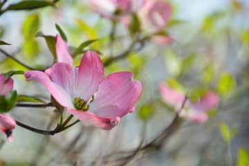 5月9日の花とは？【366日の誕生花と幸せの花言葉】