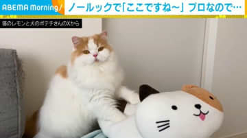 プロ級の腕前！猫がぬいぐるみを“ノールック”でマッサージをする姿に「一生みれるやつ」「私もされたい」と反響続々