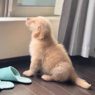 洗濯物を干す飼い主さんを“監視”しがちなゴールデン子犬、行動から分かることは？｜獣医師解説