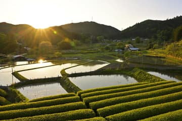 夕日に映える棚田　黄金色に染まる　茨城・大子