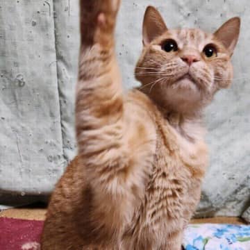 猫の「真空行動」とは？　原因や対応について獣医師に聞いた