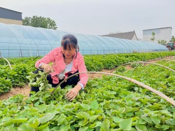 サツマイモ苗が地元の一大産業に　中国河南省唐河県