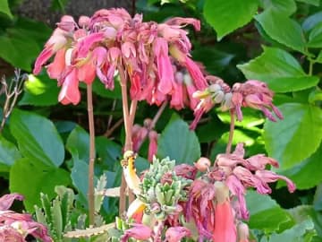 【5月の有毒雑草】お子様注意！不死鳥という名のつく雑草の繁殖がヤバい！